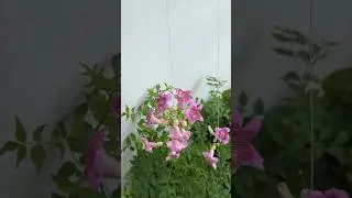 Live stories 💚 | Pink trumpet vine | Tecoma plant #gardening #garden #houseplants #plants