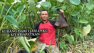 SEPERTI PERLOMBAAN MANCING BELUT MONSTER DI SPOT RAWA INI ❗