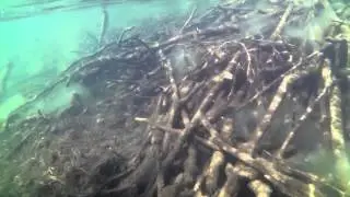 Underwater beaver lodge