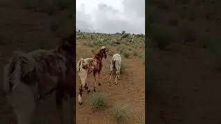 Goat Showing Love to Its Friend &ndash; A Pure Bond    ماعز يُظهر الحب لصديقه &ndash; رابطة نقية #farmanimal