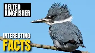 Amazing facts of Belted Kingfisher | Interesting Facts | The Beast World