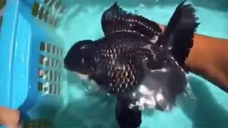 Show grade giant oranda