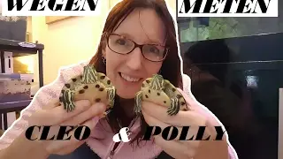 GEELBUIK SCHILDPADDEN Meten en wegen en een schone bak  Yellow belly sliders