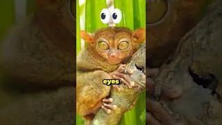This Tiny Animal Has Eyes Bigger Than Its Brain👀