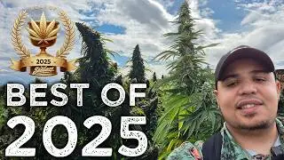 Лучшие сорта, продукты и поставщики CBD/конопли 2025 года!!