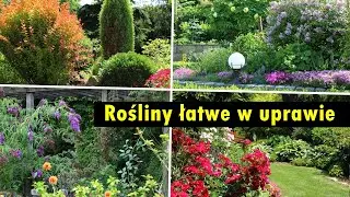 Rośliny ozdobne ozdobne łatwe w uprawie. Polecamy sprawdzone gatunki
