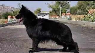 German shepherd puppies long coat puppies z black puppies Vidyut sel ke liye video viral aur sher au