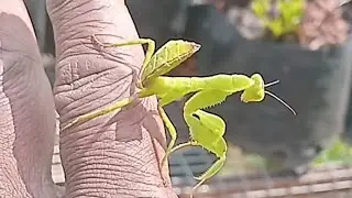 MANTIS IS A CUTE INSECT