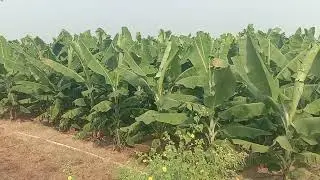 Arati thota yeragonda palam own shooting