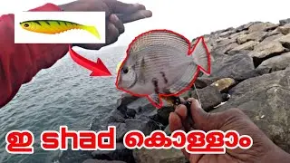 #grouper #hamoor #fishing grouper catching shad | hamoor fishing kerala harbour [psycho angler]