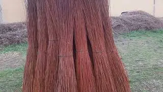 El mimbre, Salix Vimminalis