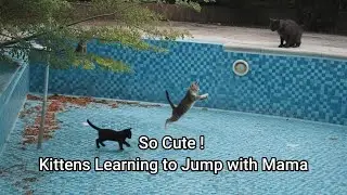Mama Cat Teaching Kittens To Jump But Fail
