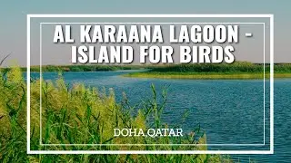 Al Karaana Lagoon | Bird Watching Spot | DOHA QATAR