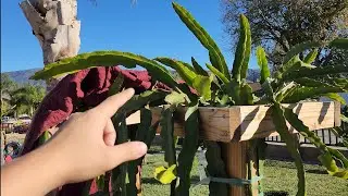 Protecting Your Dragon Fruit During Winter