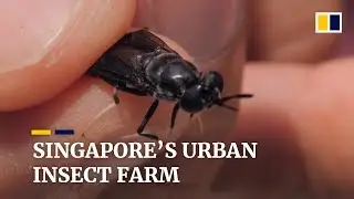 Singapore&rsquo;s first urban insect farm upcycles food waste