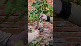 Manga Palmer no Vaso | Muda de Manga Feita Por Alporquia