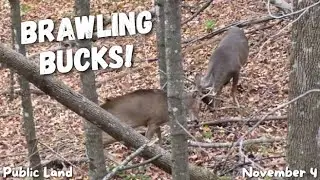 BUCKS BRAWLING for a HOT DOE! | Wisconsin Public Land