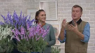 Roberta's 3-Piece Pink, White and Blue Hardy Lavender on QVC