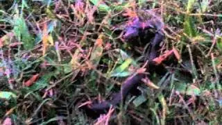 Southern Ringneck Snake eating tiny frog