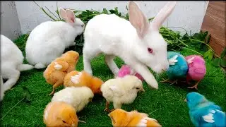 Cute Baby Rabbit Playing with Colorful Chicks! 🐰🐥 | Amazing Animal Friendship