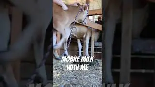 MOBILE MILKING #dairycow #handmilking #jerseycow #farmlife #countrygirl