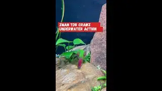 Z-Man TRD CrawZ Ned Rig Underwater Action