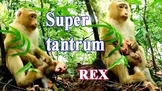 Why adorable REX is crying tantrum! What is the real point!