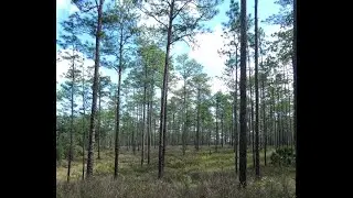 Florida's Uplands Systems