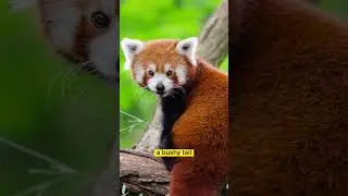 The Fascinating World of Red Panda : Fun facts and Wonders