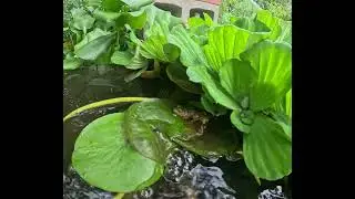 Bullfrog on lily pad 8/19/24