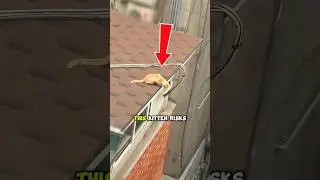 This Kitten Trapped on a Roof for 5 Days 💔