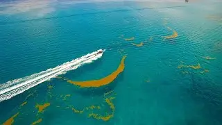 The Astounding Length of Seaweed in the Sargasso Sea (4K)
