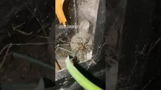 Luring Out a Grass Spider! 🕷️
