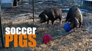 Property Shopping with Family, Pigs Get Toys, and an Animal Mystery #farmanimals #pigs #maine