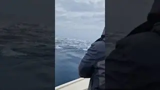 Wild tuna action!! #fishing #tuna #bigtuna #wild #wow