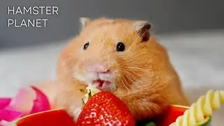 Giant Hampter