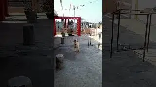 My dog 🐕 is brilliant #doglover #dogtraining #viralvideo #viralvlog