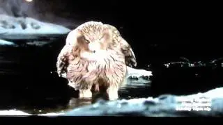 Killer Owl
