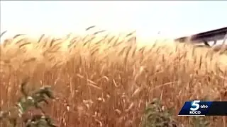 Drought in western Oklahoma causing concern as wheat harvest nears