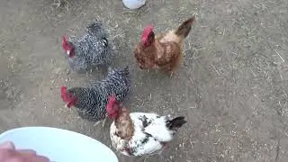 Chickens eating june bugs.