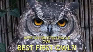 African spotted owls: species spotlight