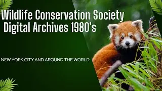 New York and Around the World, Wildlife Conservation Digital Archives 1980's.
