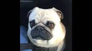 pug crying for owner❤️#trending #viral #trendingshorts #cute #dog #pug