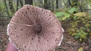 8.10.2025 Жадный осенний лес! Пошёл искать осенние грибы.