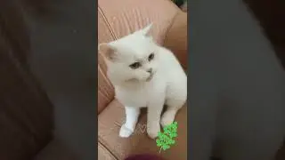 Budget & Eco-friendly cat toy😻#cats #funnycats #cattoys #cat #cutecats #pets #fypシ゚viral #fyp #fun