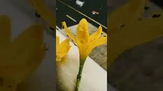 #becomeyourcreative #dailyvlog #new #viralvideos #abstractart #rain #flower #yellow #fun