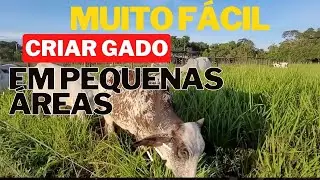 COMECE SEU PROJETO COM GADO FAZENDO ASSIM