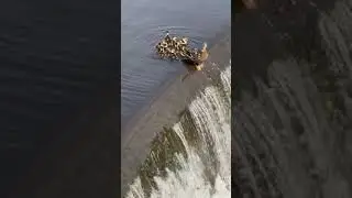 Baby duck falls from the water fall