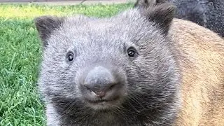 This woman raised a wombat after he lost his mom