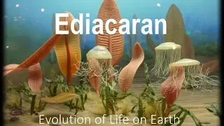 The Evolution of Life part 1 : Ediacaran